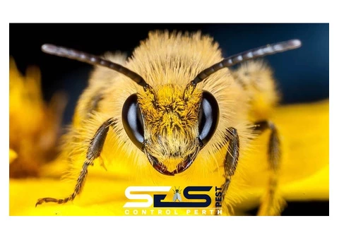 Bee and Wasp Removal Perth - 5/7