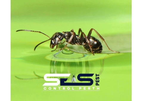 Ant Control Perth - 1/8