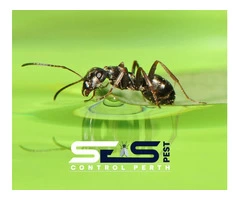 Ant Control Perth
