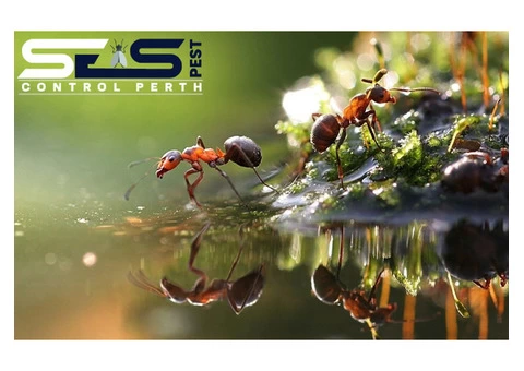 Ant Control Perth - 3/8