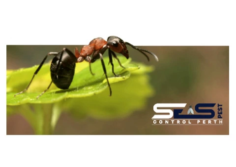 Ant Control Perth - 4/8