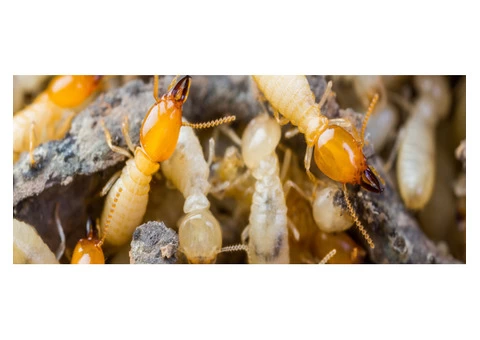 Termite Control Perth - 1/5