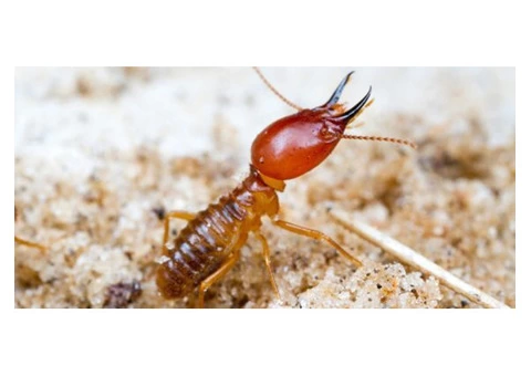 Termite Control Perth - 4/5