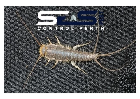 Silverfish Control Perth - 5/6