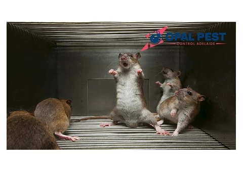 Pest Control Adelaide - 2/7