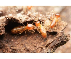 Best Termite Treatment Brisbane