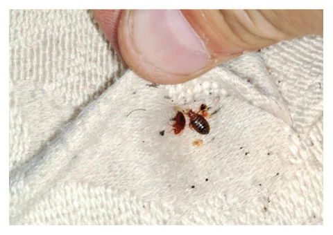 Melbourne’s Best Bug Pest Control Services