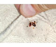 Melbourne’s Best Bug Pest Control Services