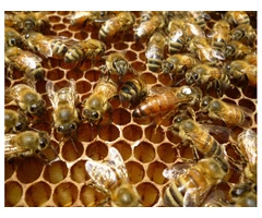 Bee And Wasp Removal Brisbane