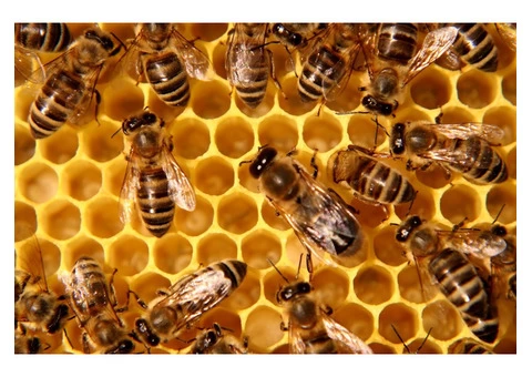 Bee And Wasp Removal Brisbane - 2/4
