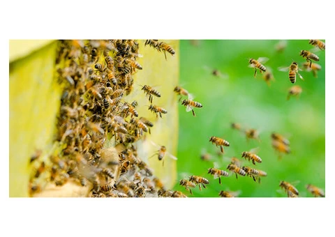 Bee And Wasp Removal Brisbane - 3/4