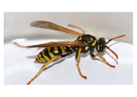 Bee And Wasp Removal Brisbane - 4/4