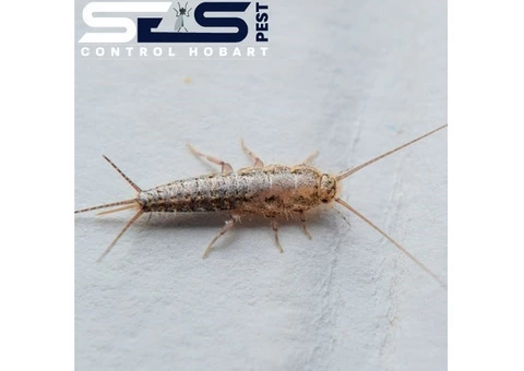 Silverfish Control Hobart - 1/3