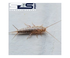 Silverfish Control Hobart