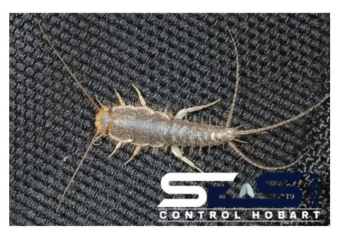 Silverfish Control Hobart - 2/3