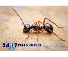 Ant Control Sydney
