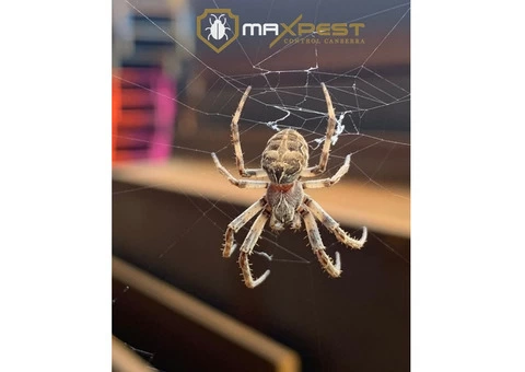 Pest Control Canberra - 5/8