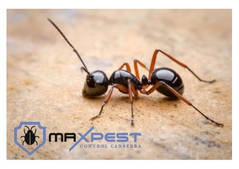 Pest Control Canberra - 6/8