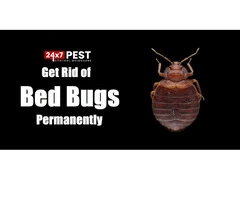 Pest Control in Melbourne