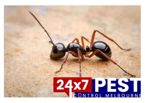 Pest Control in Melbourne - 2/5