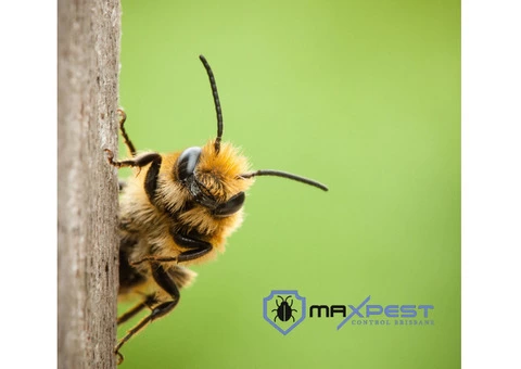 Bee and Wasp Removal Brisbane - 1/7