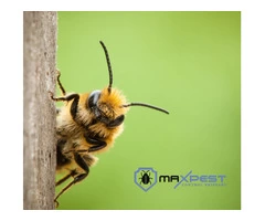 Bee and Wasp Removal Brisbane