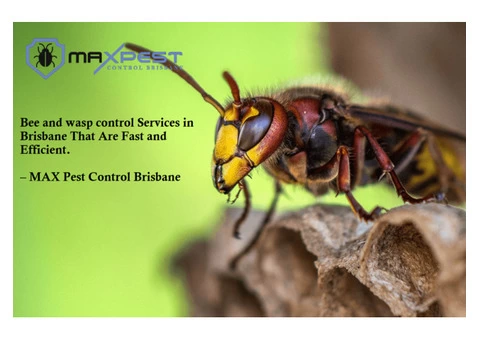 Bee and Wasp Removal Brisbane - 3/7