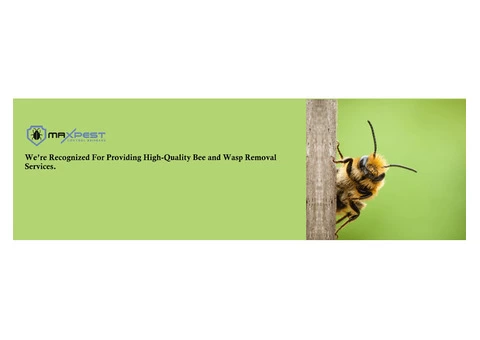 Bee and Wasp Removal Brisbane - 5/7