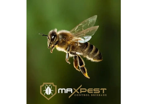 Bee and Wasp Removal Brisbane - 7/7