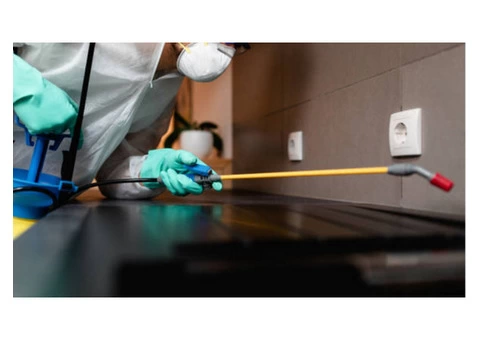 Silverfish Control Brisbane - 1/7