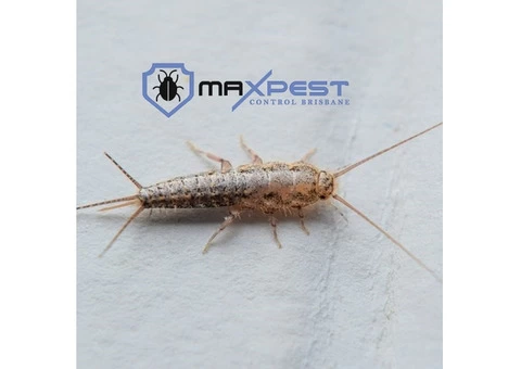Silverfish Control Brisbane - 5/7