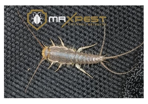 Silverfish Control Brisbane - 7/7