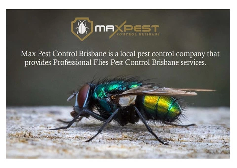 Flies Control Brisbane - 1/8