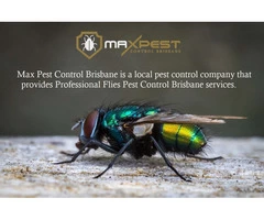 Flies Control Brisbane