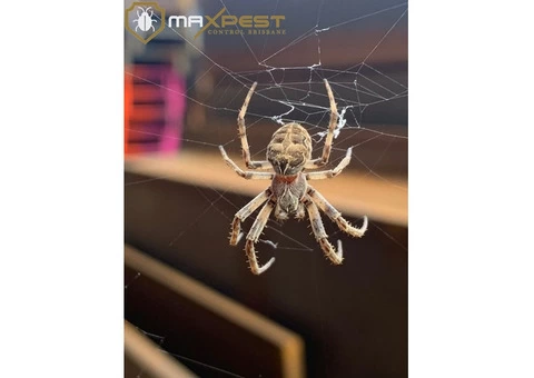 Spider Control Brisbane - 2/4
