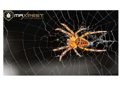 Spider Control Brisbane - 3/4