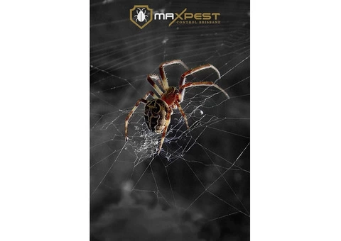 Spider Control Brisbane - 4/4