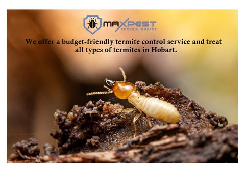 Termite Control Hobart - 1/7