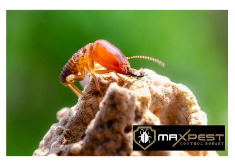 Termite Control Hobart - 4/7