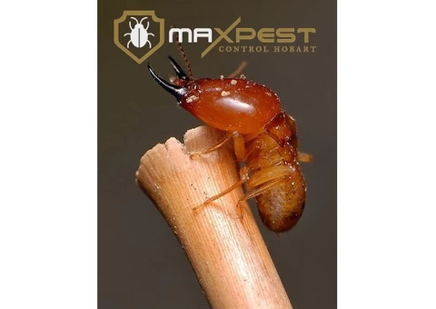 Termite Control Hobart - 5/7