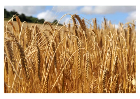 Will seed cleaning help in yielding better crops?