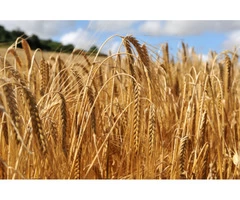 Will seed cleaning help in yielding better crops?