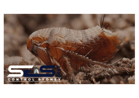 Fleas Control Sydney - 3/4
