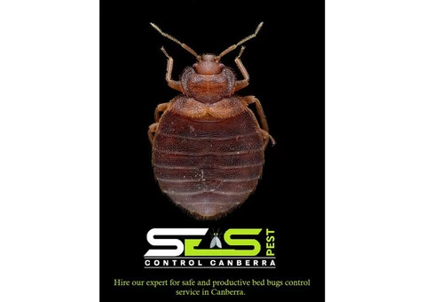 Bed Bug Control Canberra - 2/6