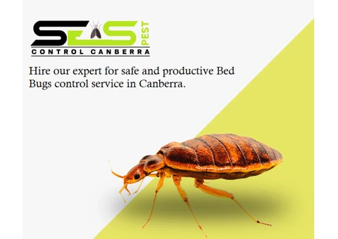 Bed Bug Control Canberra - 3/6