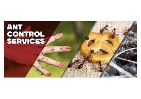 Ant Removal Hobart - 1/6