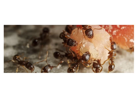 Ant Removal Hobart - 2/6