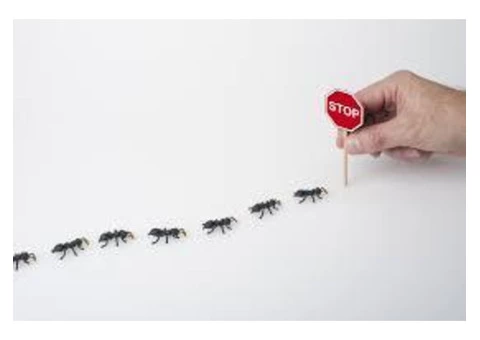 Ant Removal Hobart - 4/6