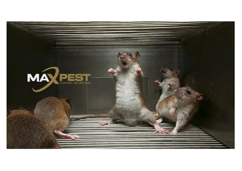 Pest Control Toorak - 1/4