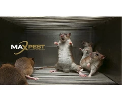 Pest Control Toorak